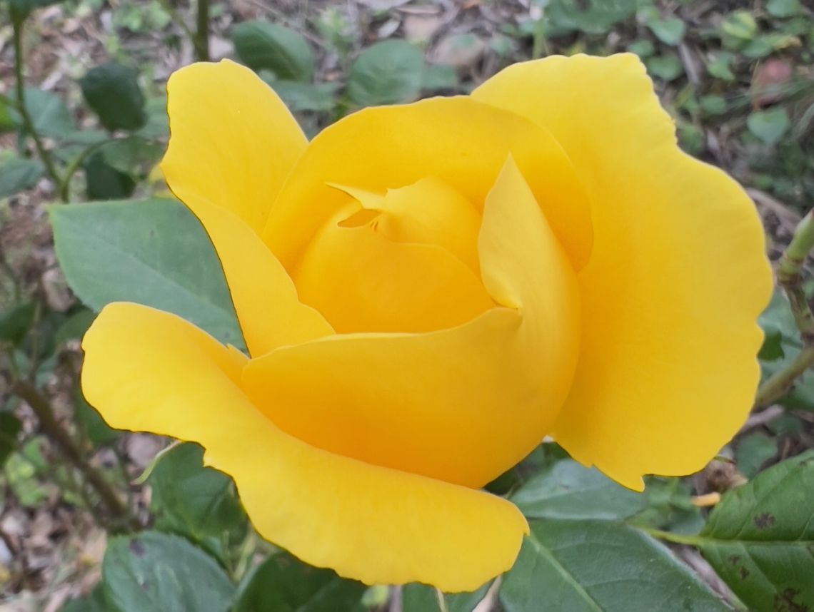 informations vibratoires