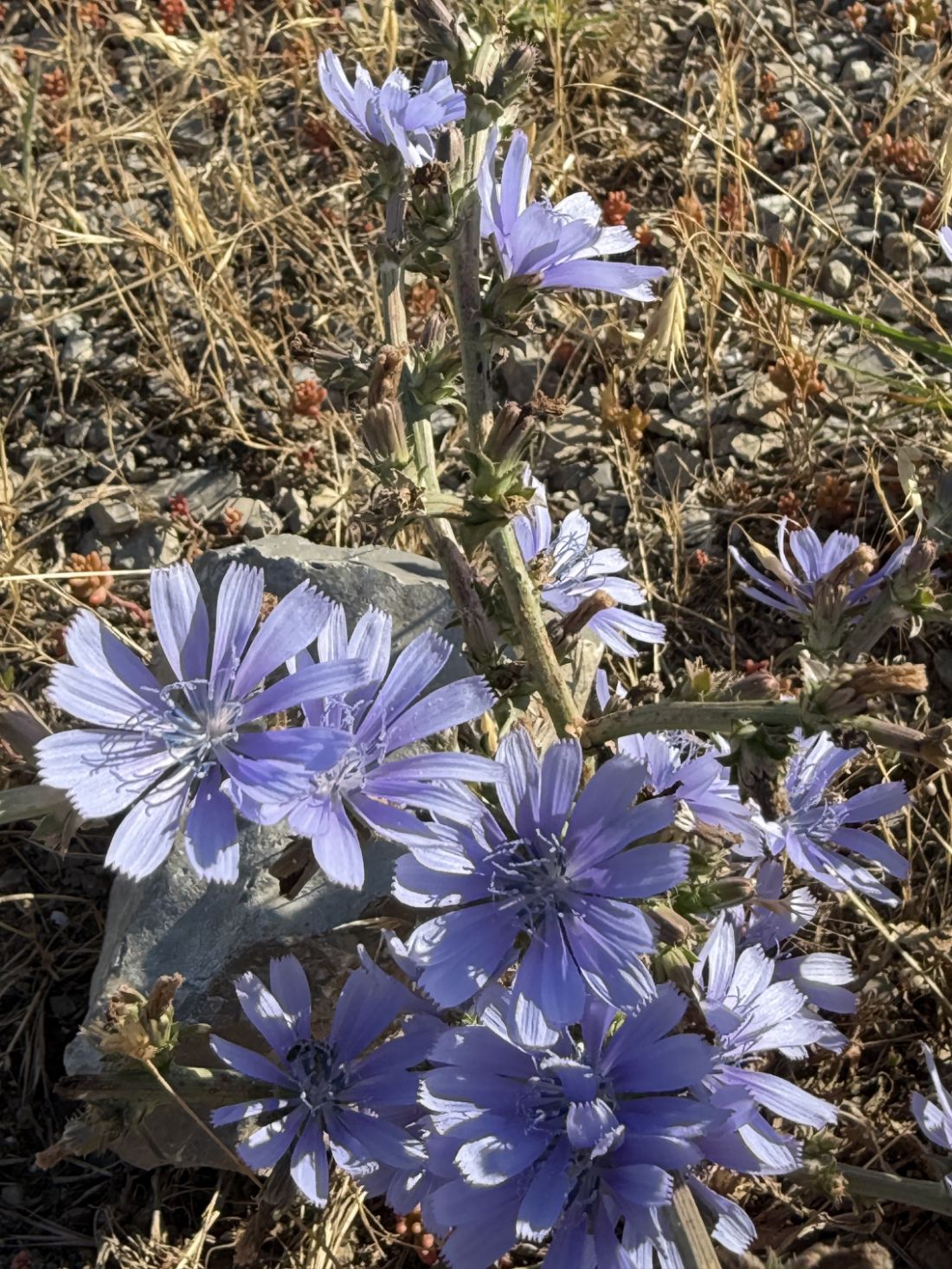 Cichorium pumilum