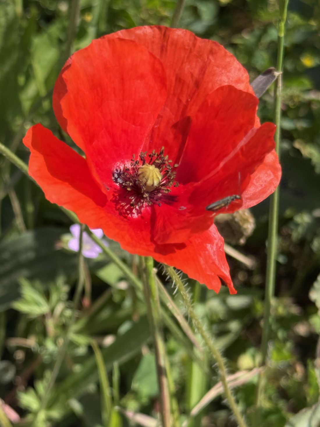 coquelicot
