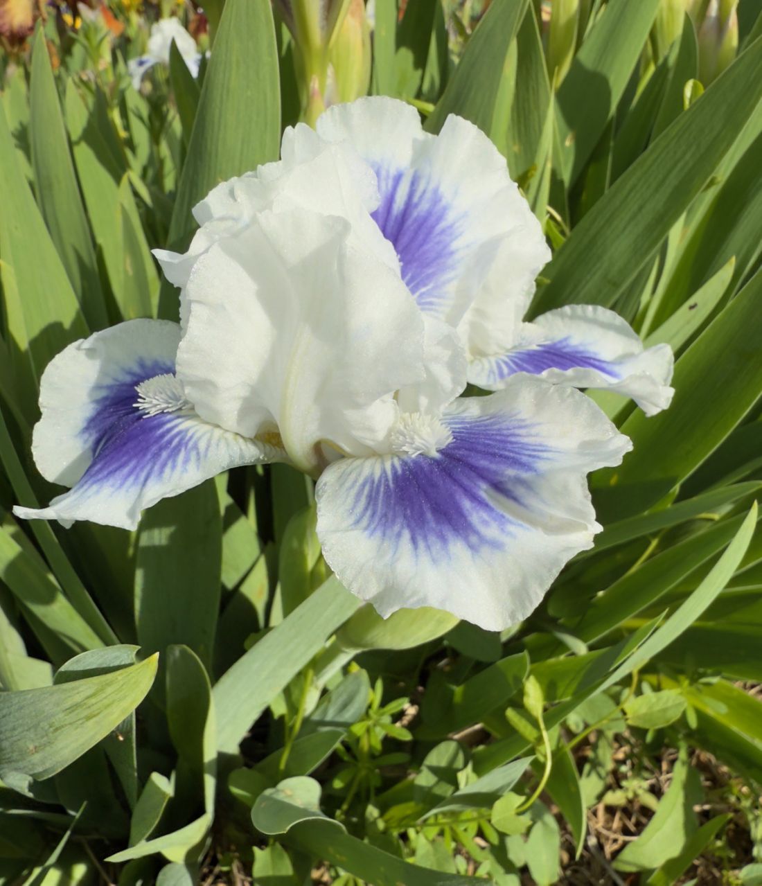 Iris -Energie feu