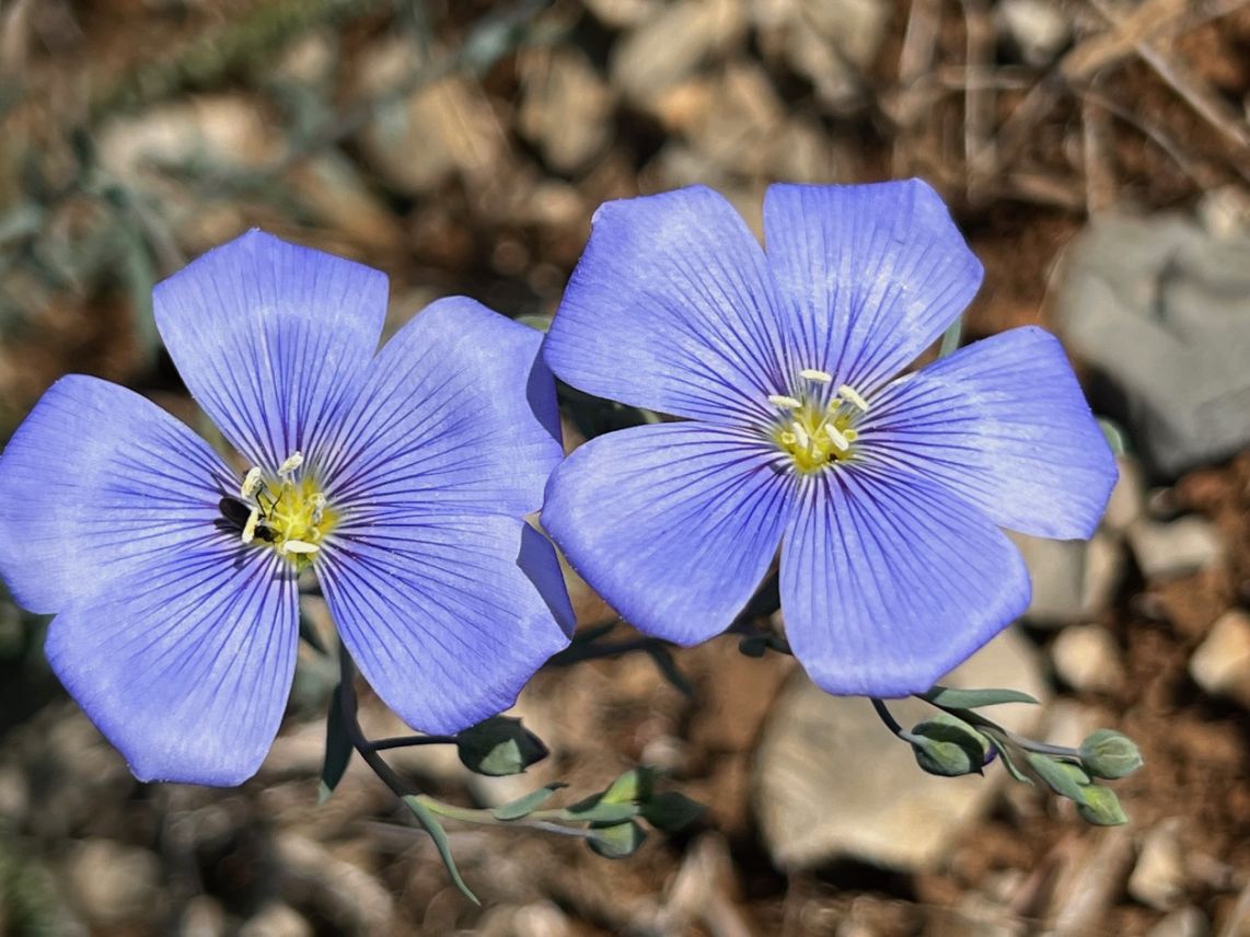 conscience vivratoire et energie