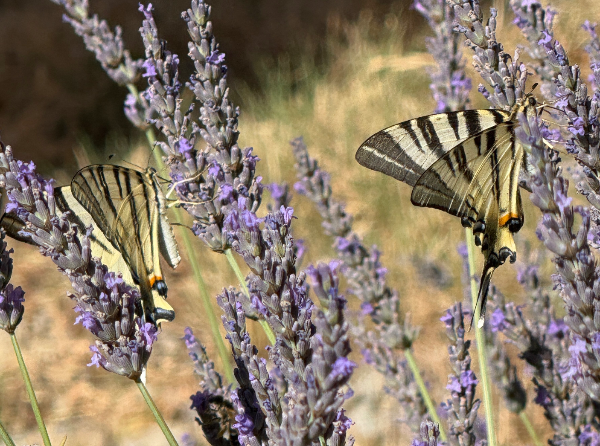 Machaons - énergie feu