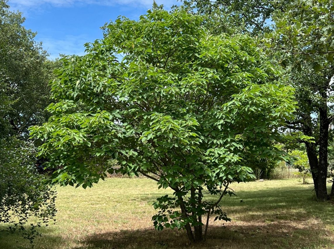 Stages qigong en Ardeche