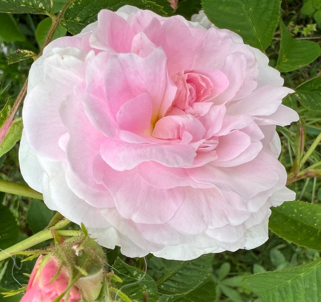 30 ans enseignement qigpng taijiquan