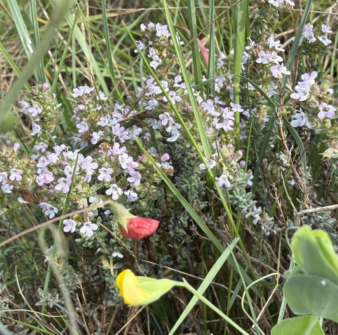 Gouttes de rosée
