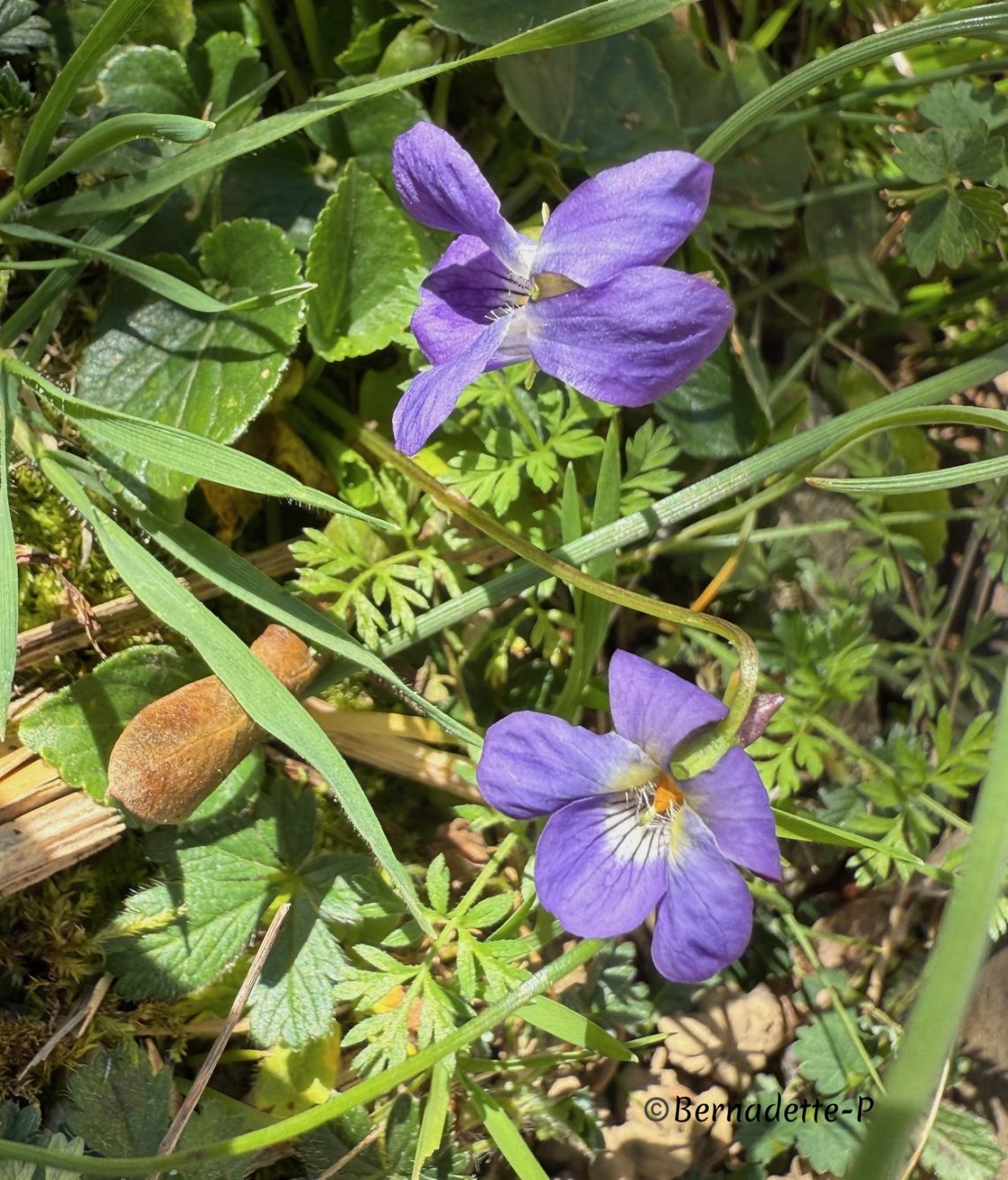 violettes printanières