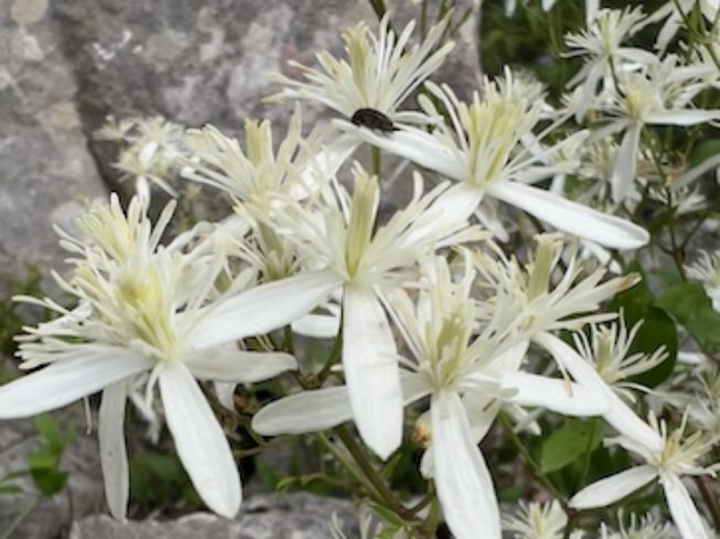 stages méditation été