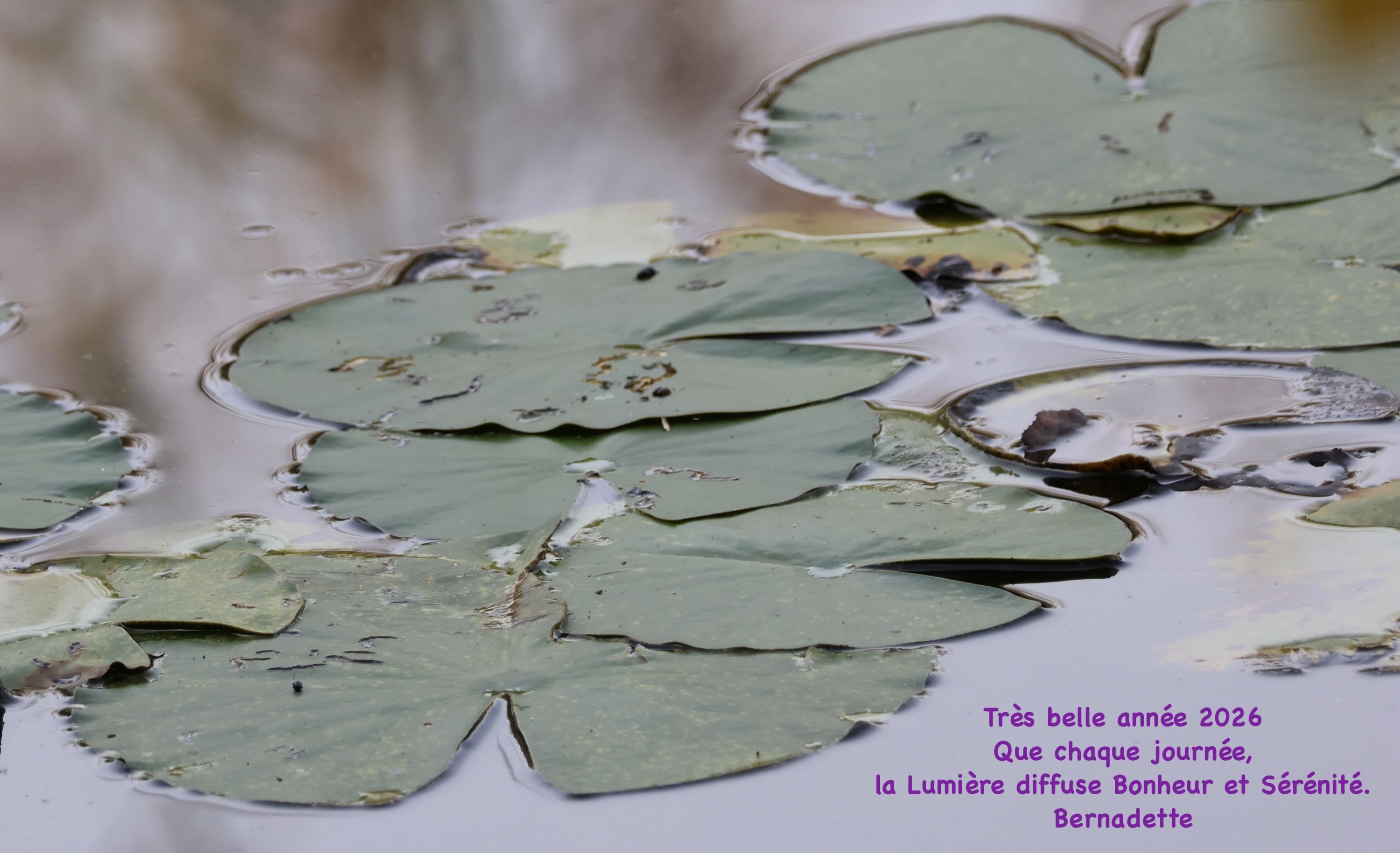 nouvelle année 2026